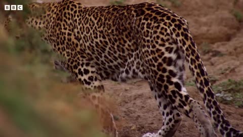 Impala Miraculously Escapes Jaws Of Leopard | Mystery of Wildlife