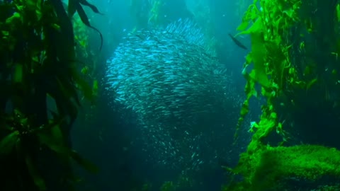Fish swarm in the sea