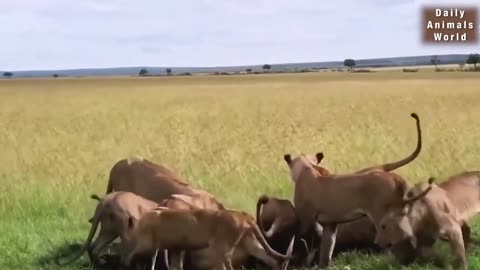 Wild animals fight strongest lion vs warthog fight -- Animal attacks