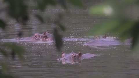 Descendant of Pablo Escobar’s “cocaine hippos” dies after being hit by car