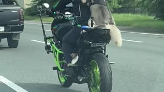 Dog Rides With Human on Motorcycle