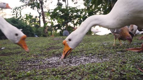 See the Goose the water fowl - 10 facts about them