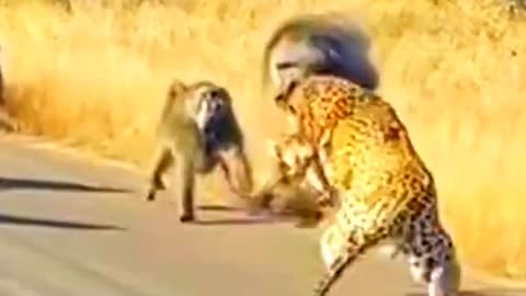 "Monkey Ambush: Epic Group Defense Against Leopard Attack"
