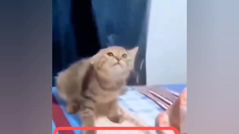 funny cat