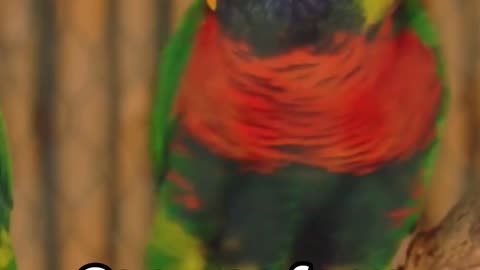 Conures The Vibrant Urban Survivors||The Social Lives and Breeding Behaviors of Conures||Conures