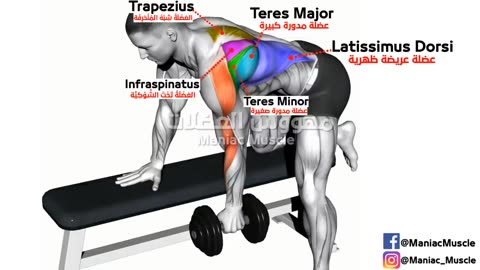 Full Body HOME Dumbbell WORKOUT (squats, chest ,triceps, biceps , back, shoulder, wrist, Calves )