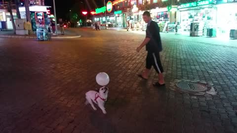 Bulldog puppy loves playing with balloon