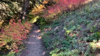 Oregon – Mount Hood – A Section of Clearing in the Forest