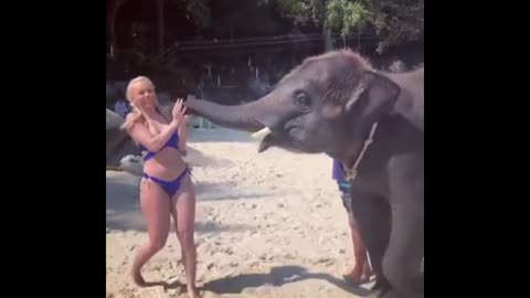 Elephant & Girl Funny Video !!!!!!😂😂😂