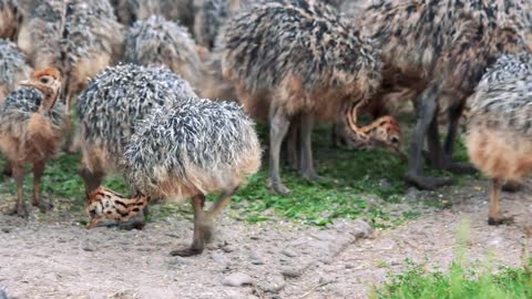 baby ostriches feeding at ostrich farm group of cute