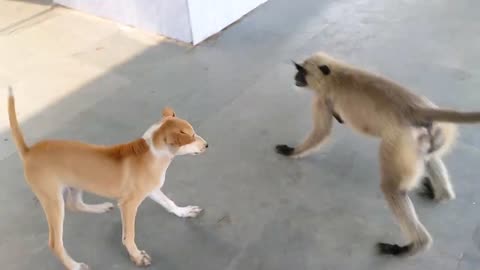 dog vs monkey langur fight. dog vs langoor. monkey vs dog real fight.Dog vs monkey who will win.