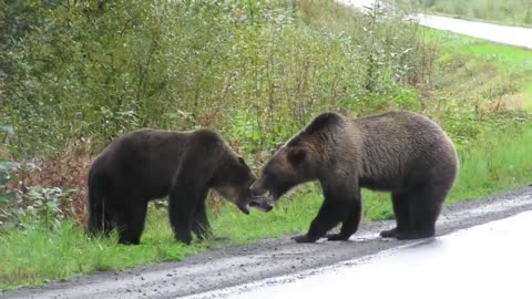 Epic grizzly bear fight!