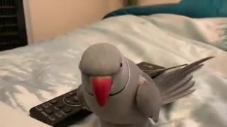 Sweet talking parrot showers his owner with lots of love and kisses