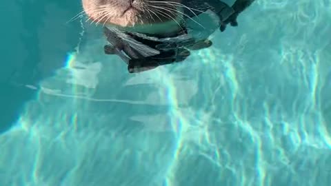 Cat learning to swim it's so funny