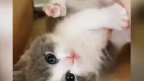 Cat cute clips 🖇️💞❤️