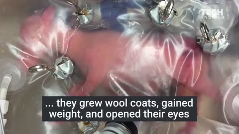 An artificial womb that successfully grew a baby lamb. We are finally at the stage where we are playing God & the next stage will be large scale human clone production.