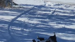 Dog Thoroughly Enjoys the Snow