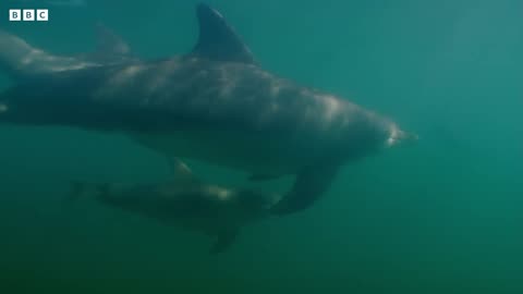 A Young Female Attempts to Kidnap Baby Dolphin | Baby Dolphin Saved | Dolphins of Shark Bay