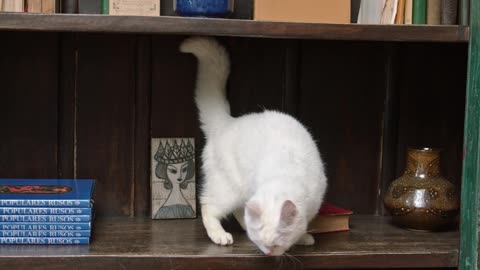 A Cat Jumping On The Book Shelves