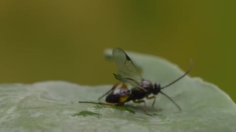 Parasitoid wasps, are the large group of hymenopteran superfamilies