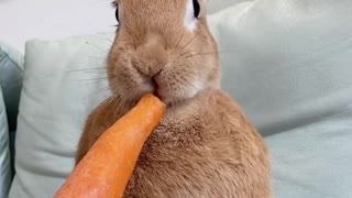 Pet development plan: rabbit is so cute with big gray legs