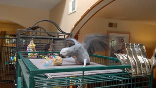 Tara the African Grey parrot playing