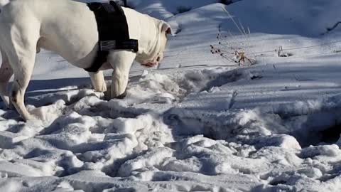 Augustus - Squeaky Ball