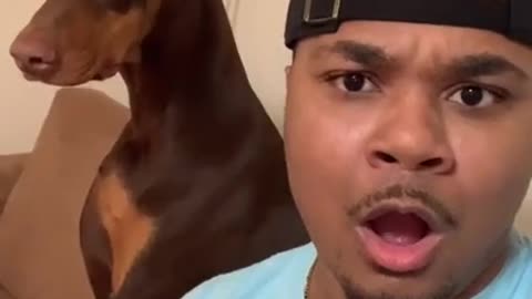 Dog Reaction to Cutting Cake - Funny Dog Cake Reaction - LIVE TV