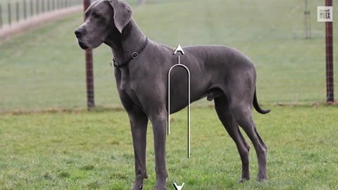 The BlGGEST DOG BREEDS In The World