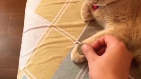 A Cat Shows Its Action So Smart