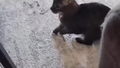 Cat and dog wrestling video🤣 cat funny video 🤩🤣
