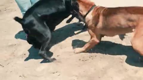 Dog vs Dog fight