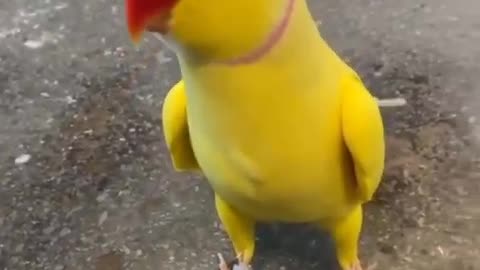 A beautiful parrot got angry