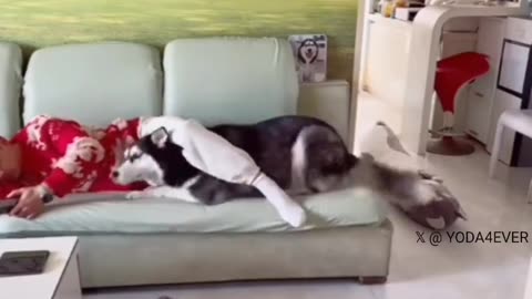 Dog Hilariously Steals Adopted Dad's Pillow!