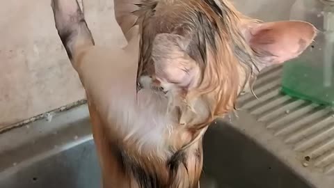 Cats Bathe Themselves || ViralHog