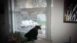 Cat Has Feud With Neighbor Cat