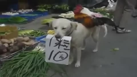Funny Dog Selling Chiken In China Street Viral Video