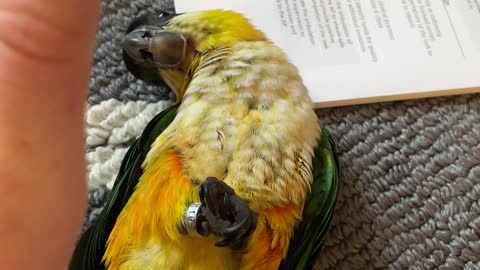 Parrot rolled over playing
