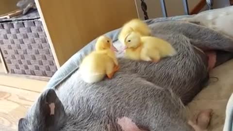 Ducklings play on top of sleeping pot-bellied pig