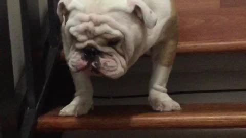 Bulldog argues with owner about going down the stairs