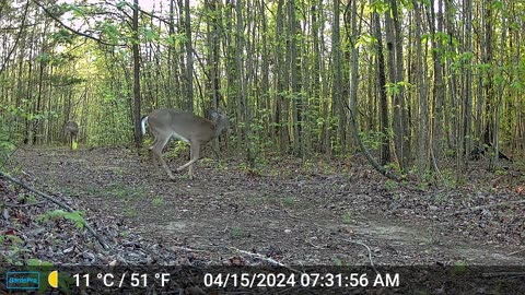 Doe and Yearling