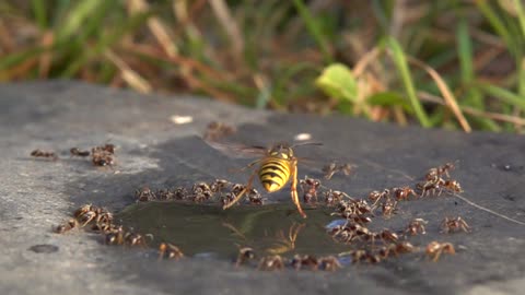 Wasp Flies Up to Shake Off Ants