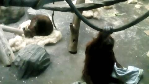 Orangutans at the zoo.