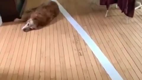 dog spreads toilet paper all over the house 😂