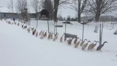 Massive Amount Of Ducks Enjoy A Snowy Day