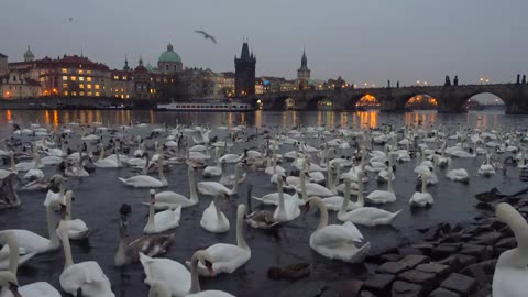 "Swan Serenade: Beauty in Motion"