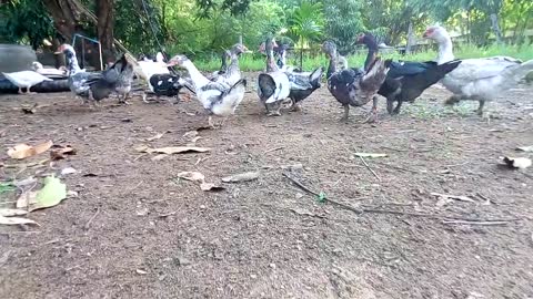 Ducklings follow their momther in farm