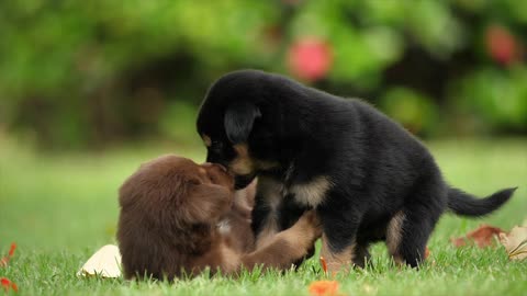 Puppies friendship joy