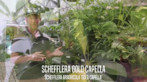 Schefflera Gold Capella