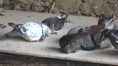 Flock of pigeons